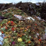 Food-Waste-in-Landfill